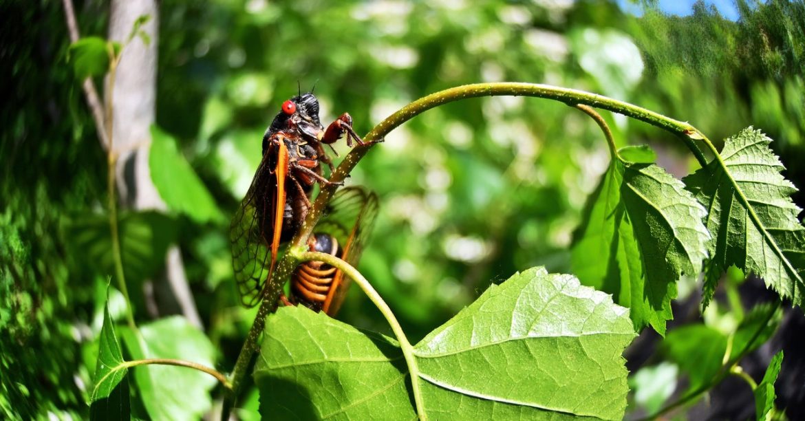 cicadas-science-lede-GettyImages-1233311436.jpg